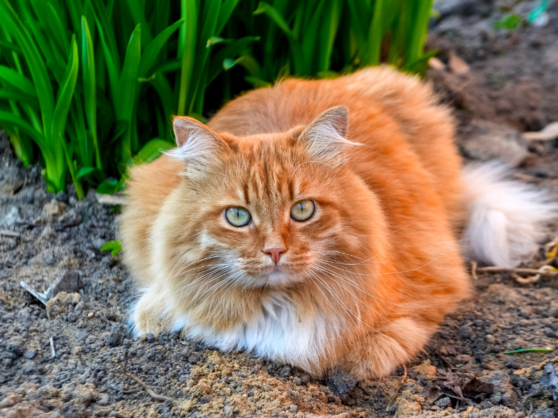 fluffy orange cat outdoors, Orange Cat Names 