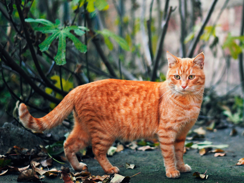 spotted tabby orange cat outdoors