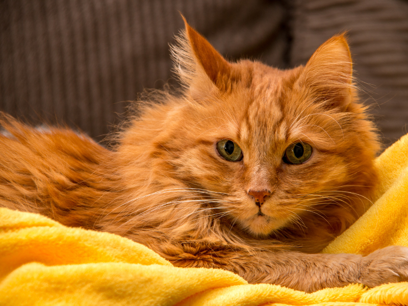 fluffy orange cat laying on a bright yellow blanket