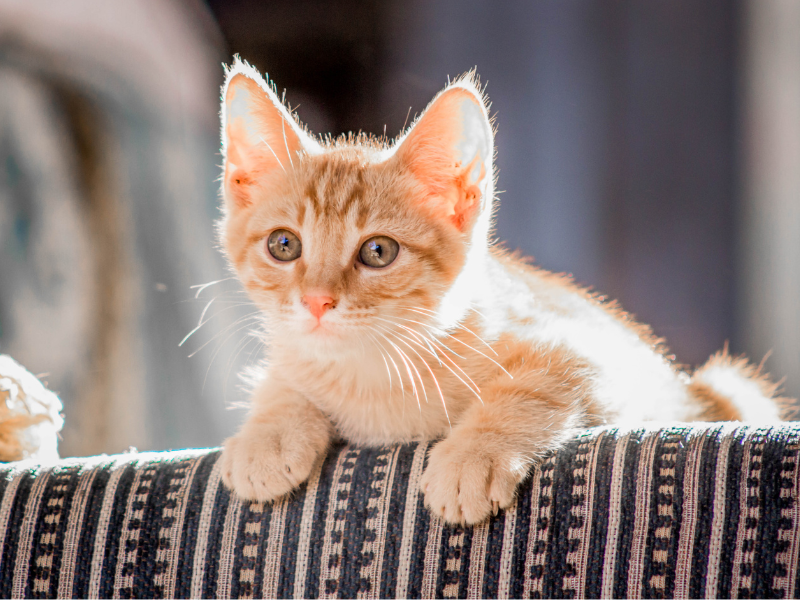 creamy orange tabby kitten hanging over  the back of a striped chair