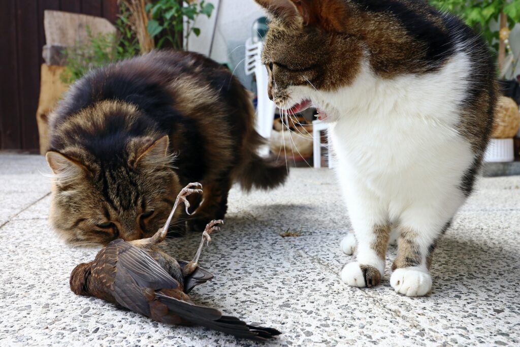 two cats looking at a bird they have hunted and killed.