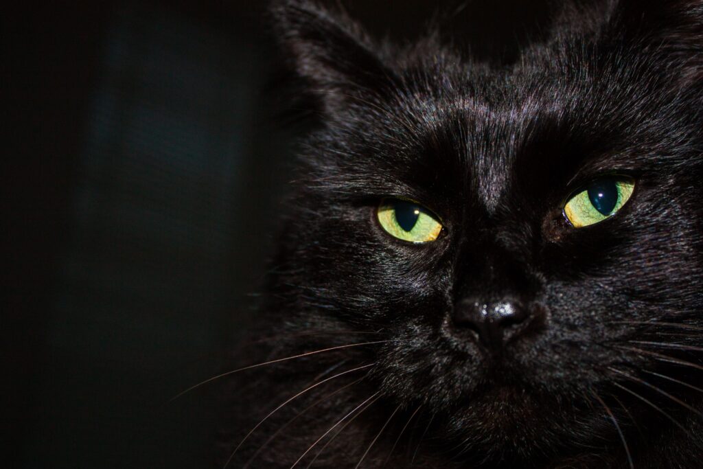 closeup of the face of a black cat with green eyes, black background