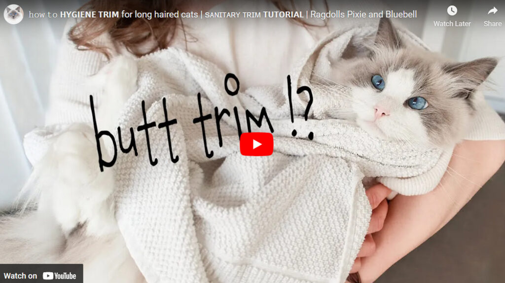 longhaired cat grooming hygiene trim video link