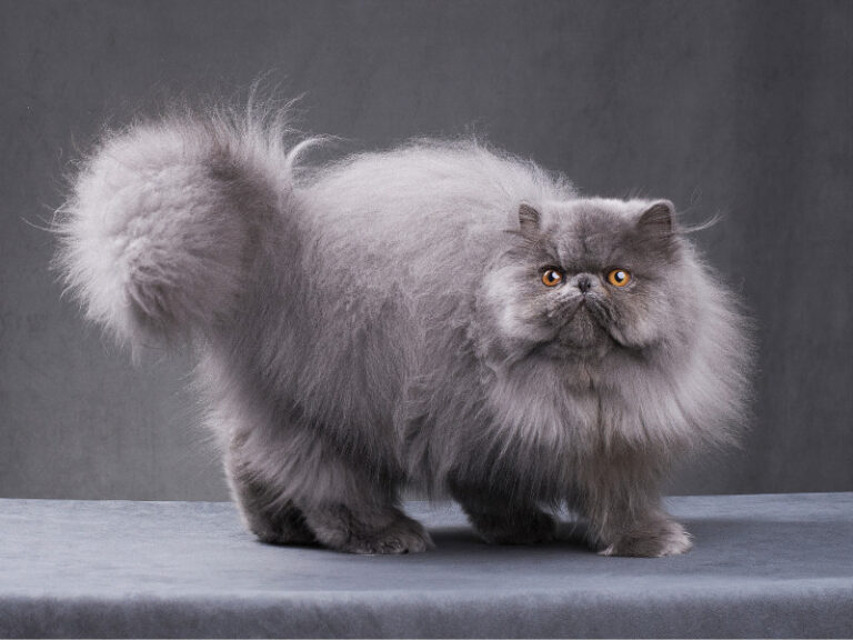 studio image of a blue persian cat, grey background