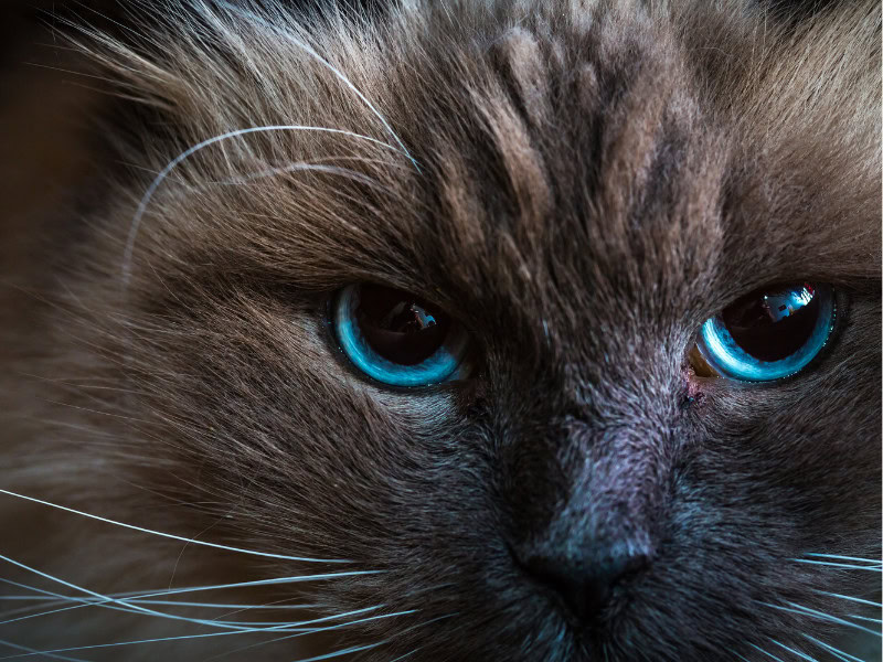 closeup image of a Neva Masquerade Cat with striking blue eyes
