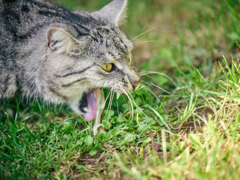 grey tabby outside, vomiting up grass, used to illustrate one of the reasons "why does my cat keep throwing up"