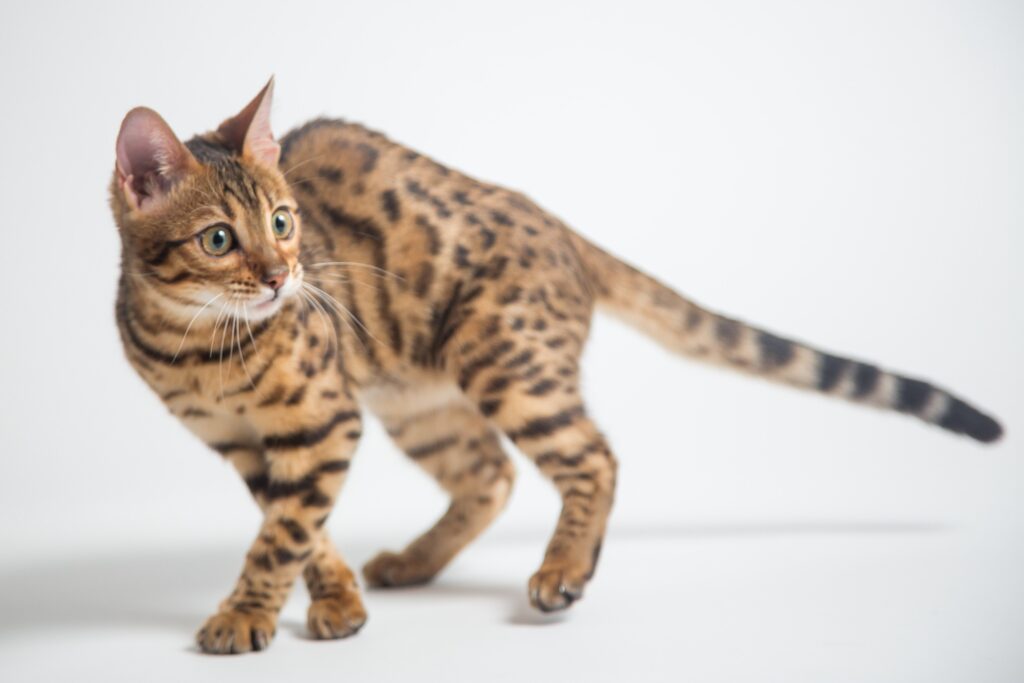 bengal cat, spotted brown tabby coat