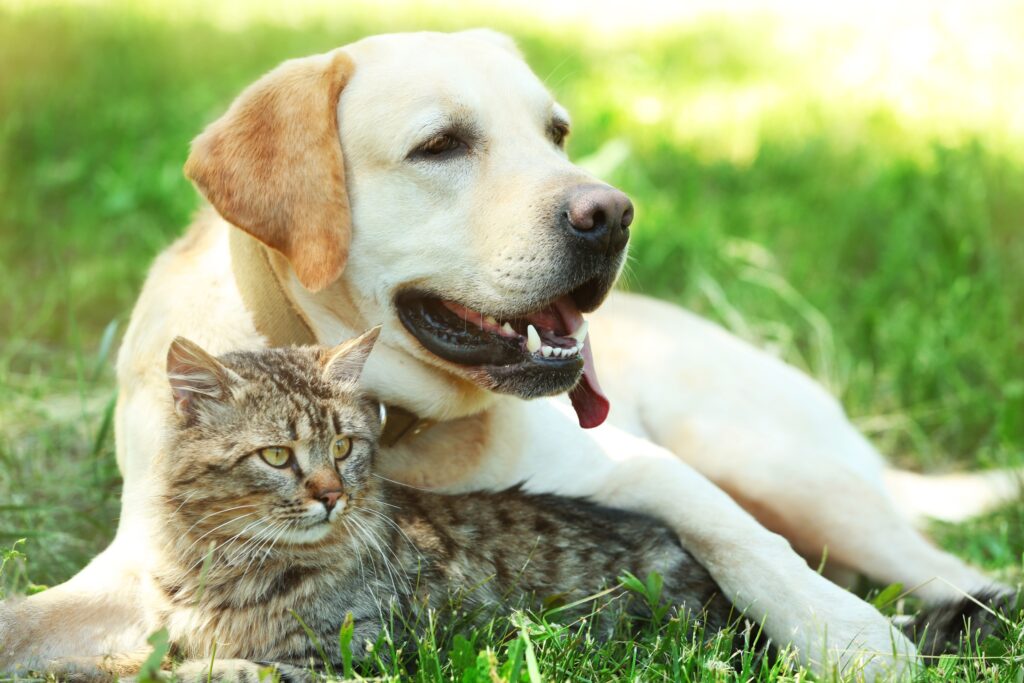 grey tabby cat and a yellow lab laying together outside on the lawn