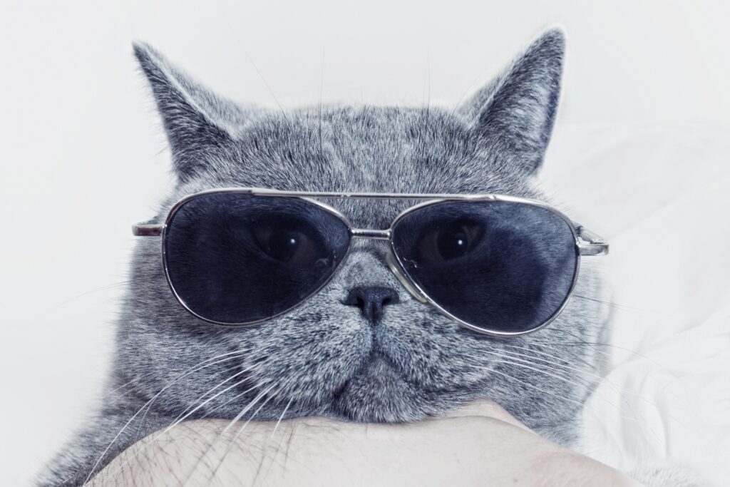 grey shorthair cat face wearing sunglasses