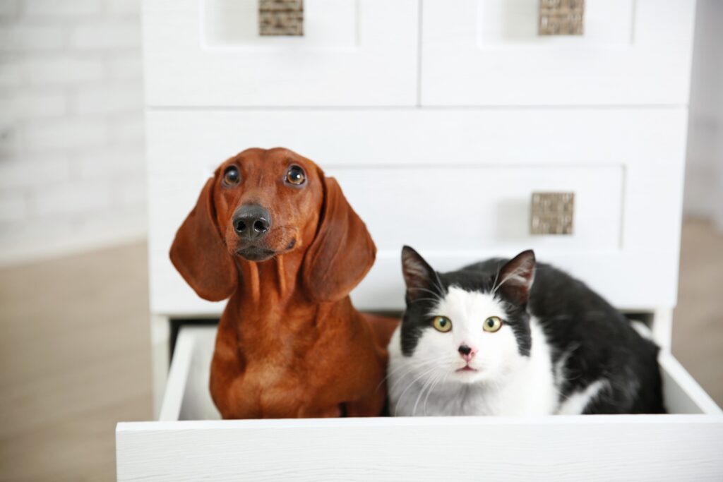 black and white cat and a dachshund sitting together in a white dresser drawer