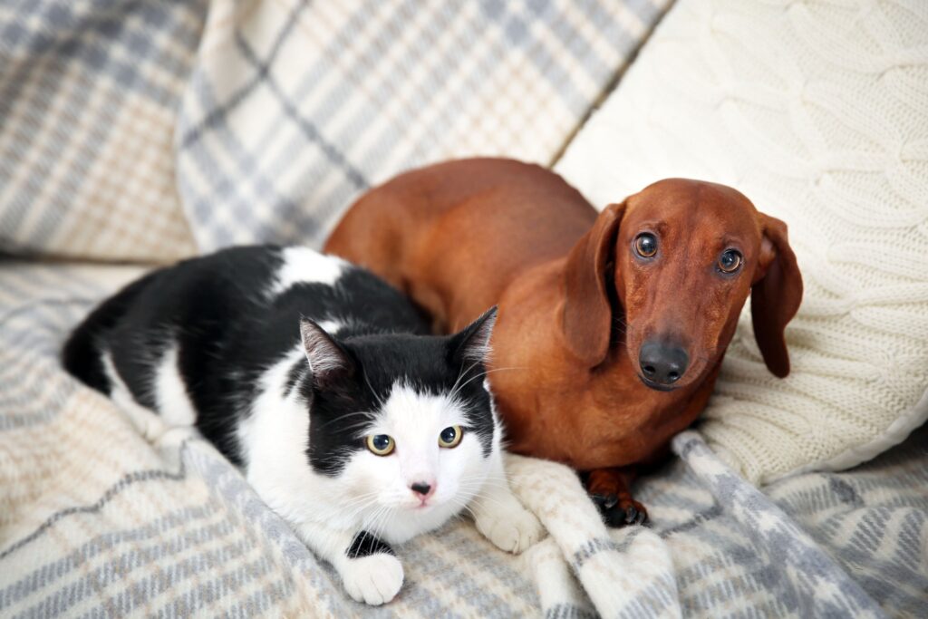 black and white cat laying beside a dachshund dog on a plaid blanket