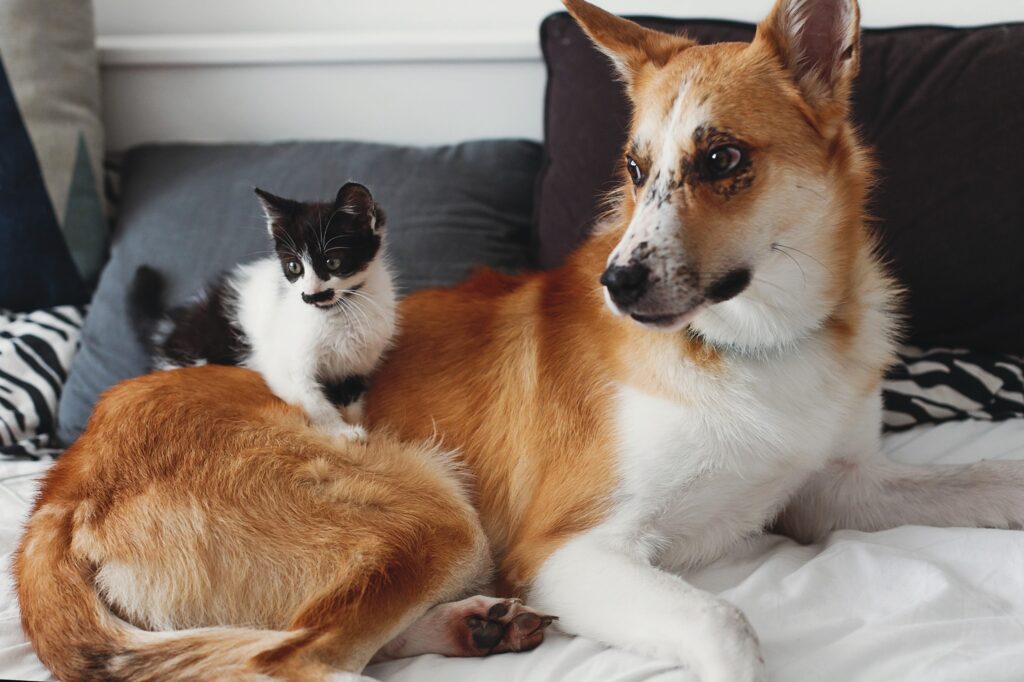 small black and white kitten sitting on top of a brown and white dog, illustrating why cats are better than dogs