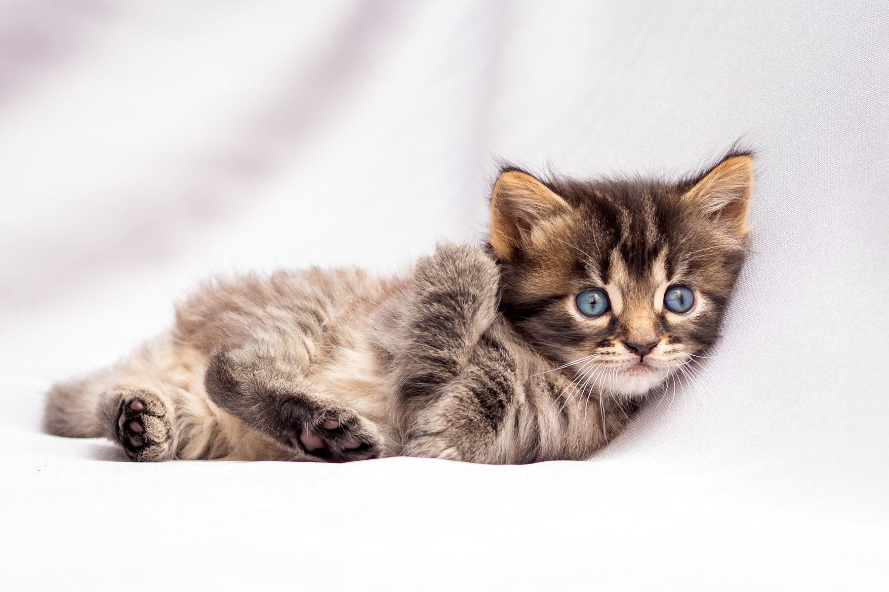 studio image grey tabby kitten white background, used to introduce "best boy cat names"