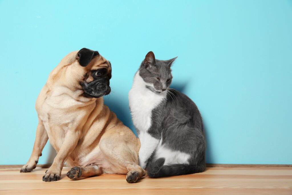 pug looking at a grey and white cate, studio image, light blue background, used to illustrate cats are better than dogs