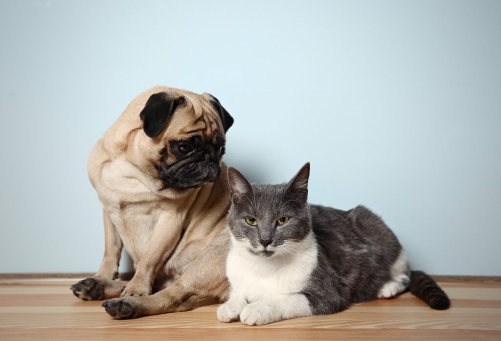 a dog and cat sitting on a wood floor