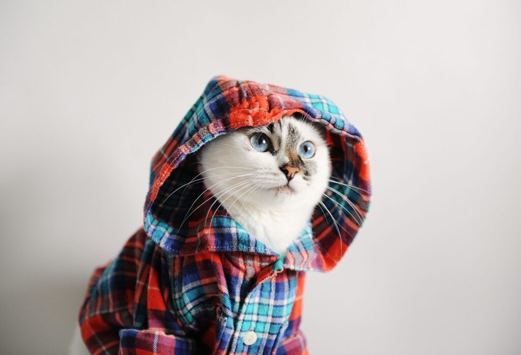 cute cat wearing a plaid hoodie