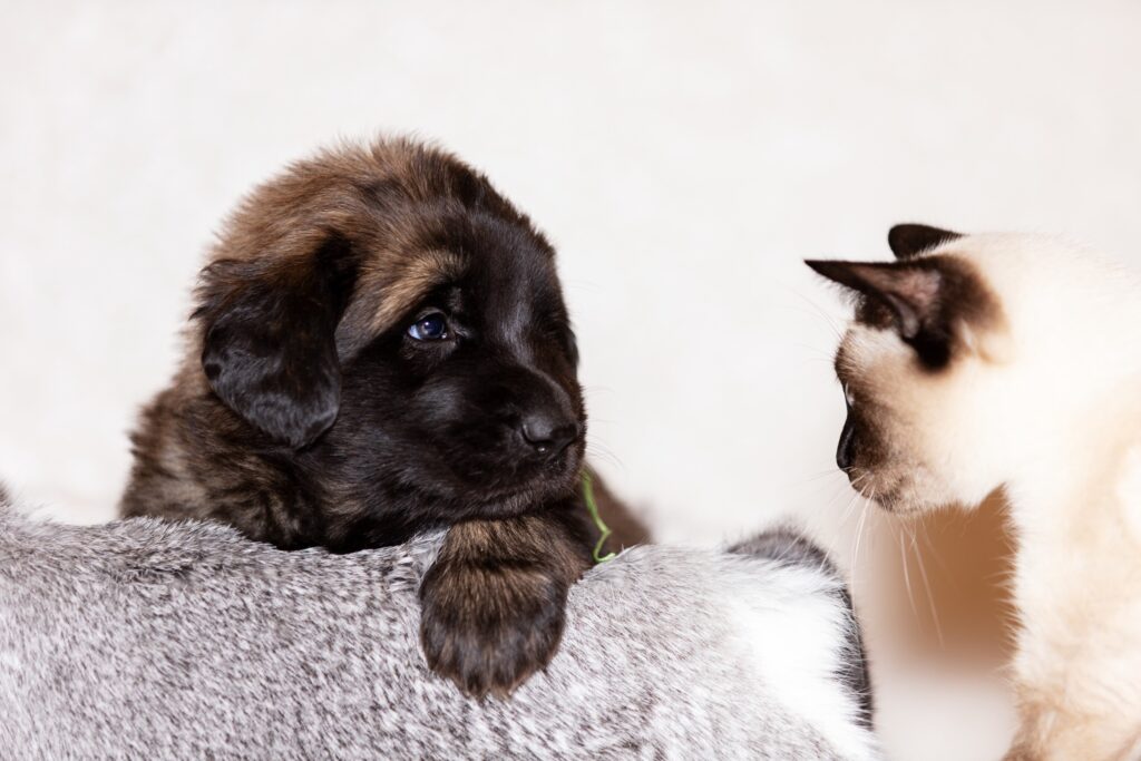 cute large breed puppy looking at a siamese cat, studio image, used to illustrate why cats are better than dogs