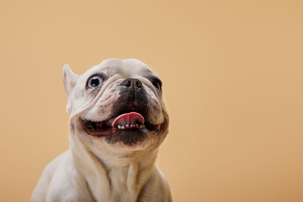 tan bully breed dog with a smile, tan background