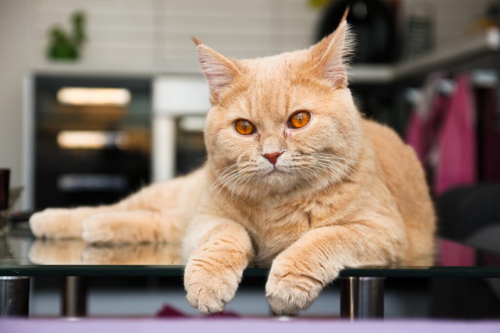 light orange cat with dark orange eyes laying relaxed on top of a desk