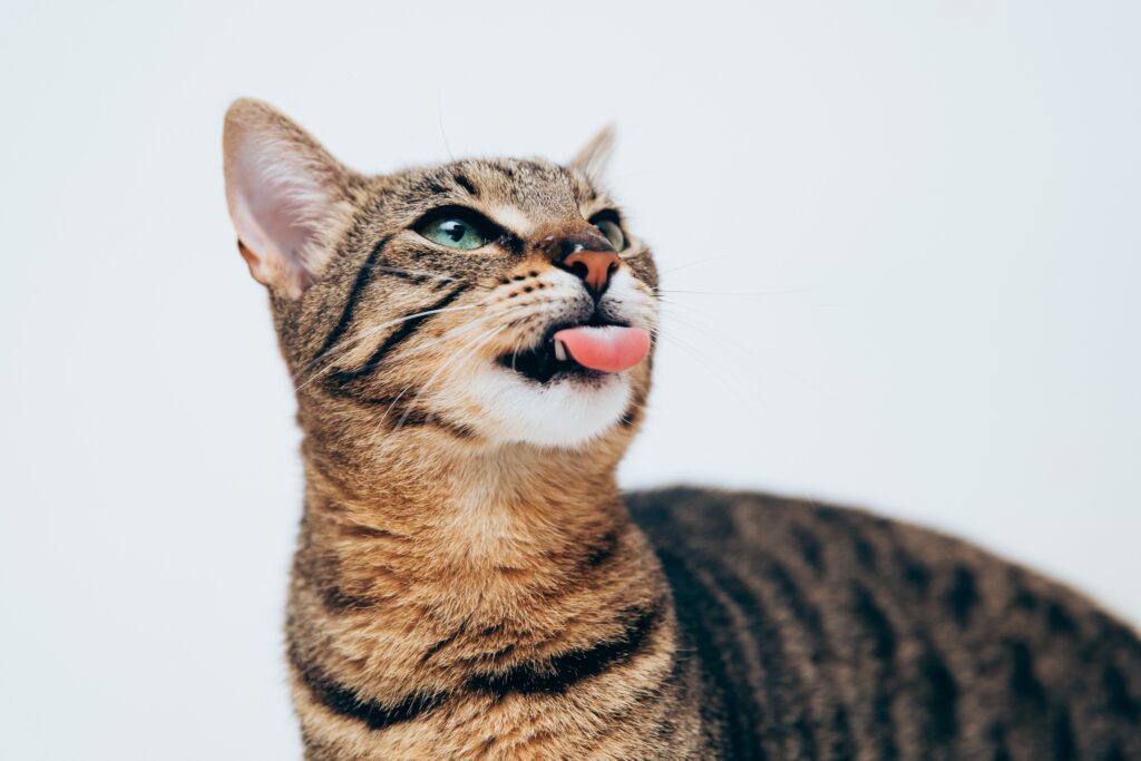 brown tabby catty lookin up with its tongue sticking out
