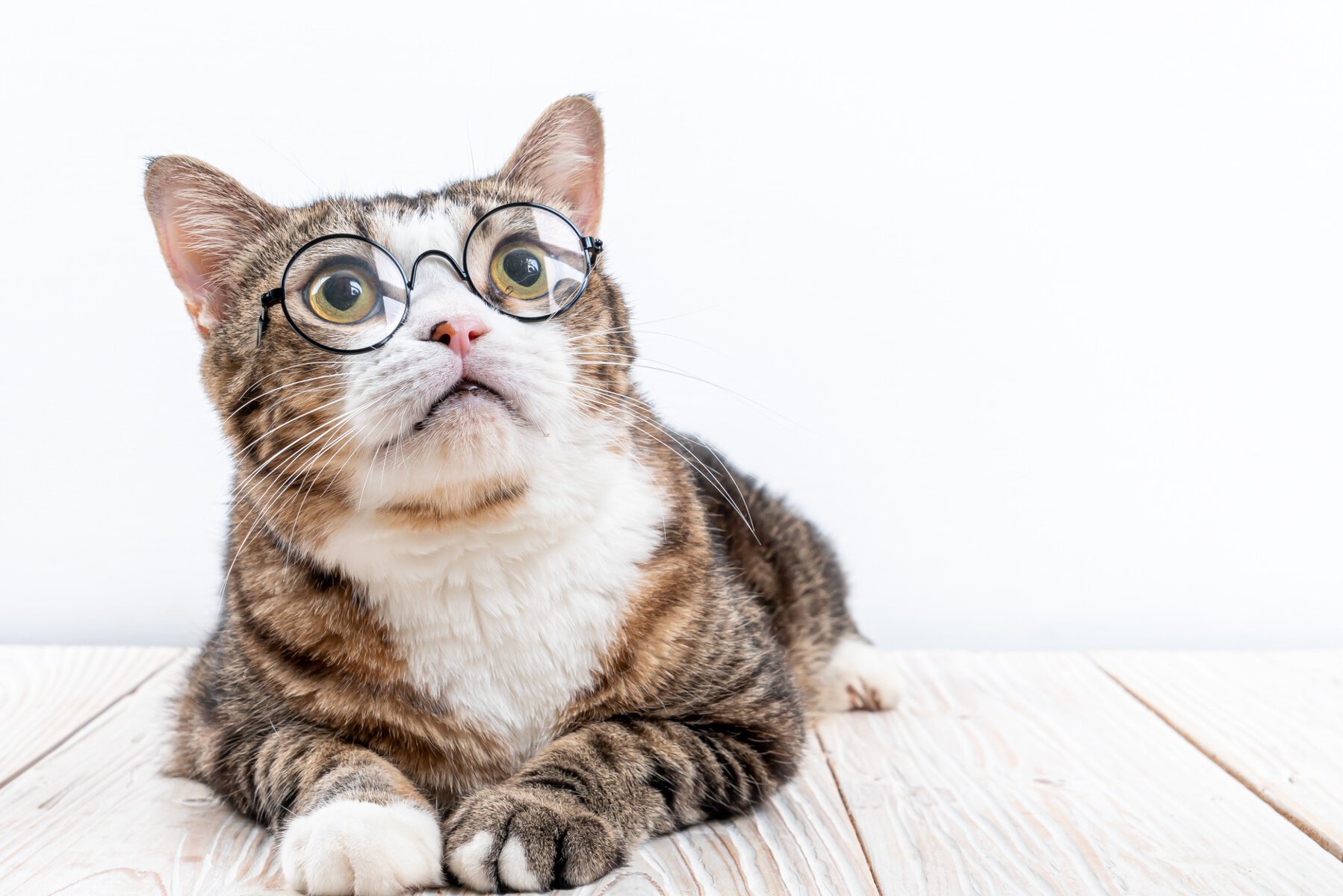 grey and white tabby cat wearing glasses, looking at a list of cat nicknames that is just out of view