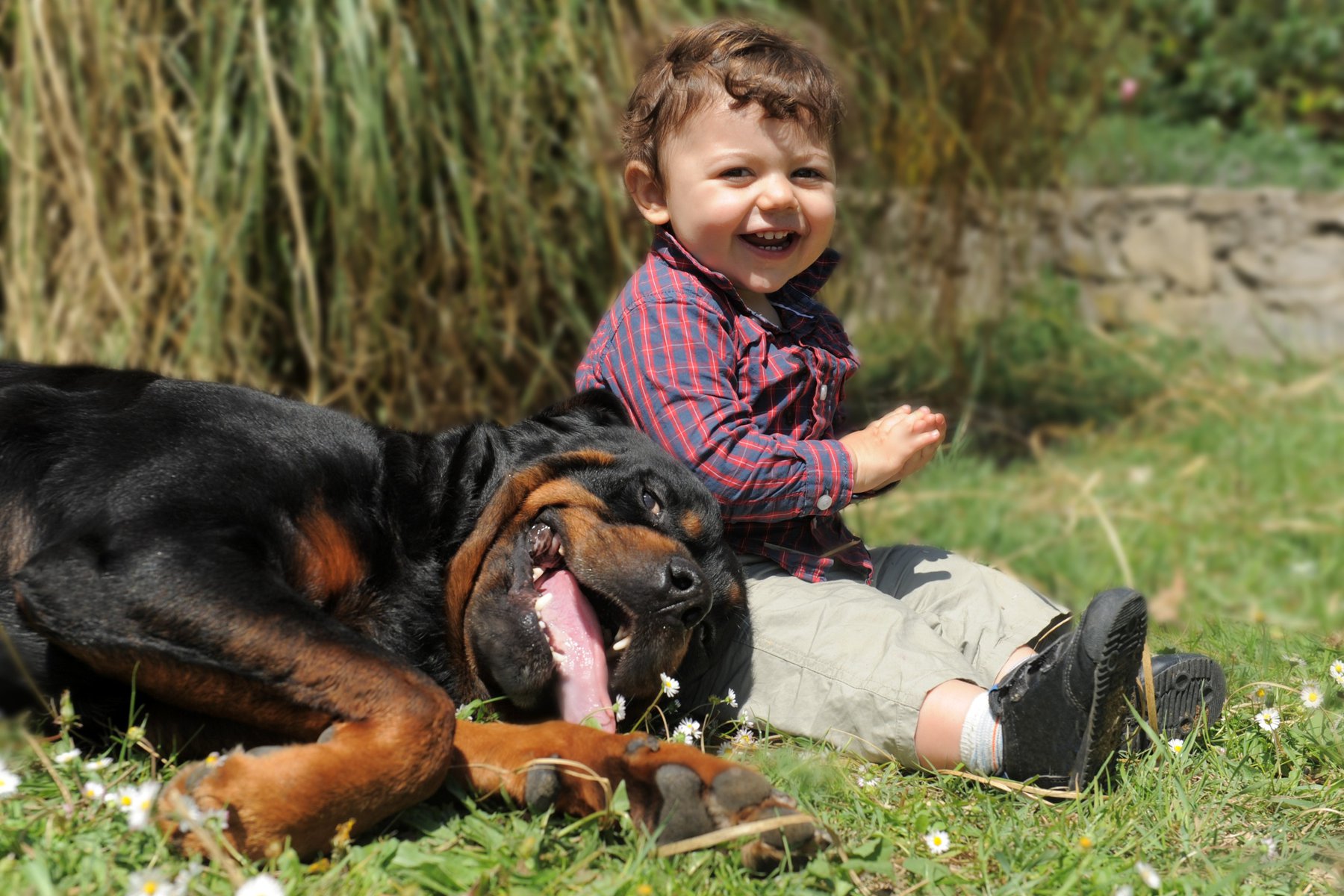 small child laughing while sitting outside in the grass with a happy goofy rottweiler by his side, used to illustrate 'are rottweilers good family pets"