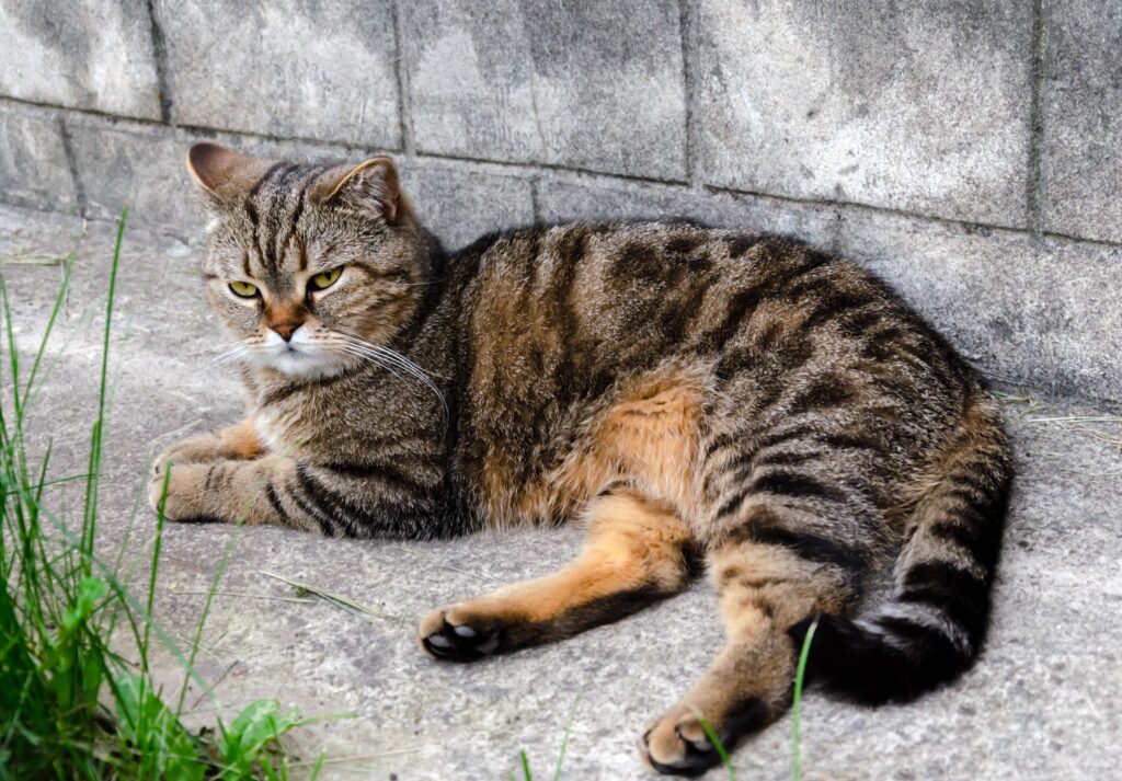 brown tabby cat laying on a sidewalk next to a concrete wall