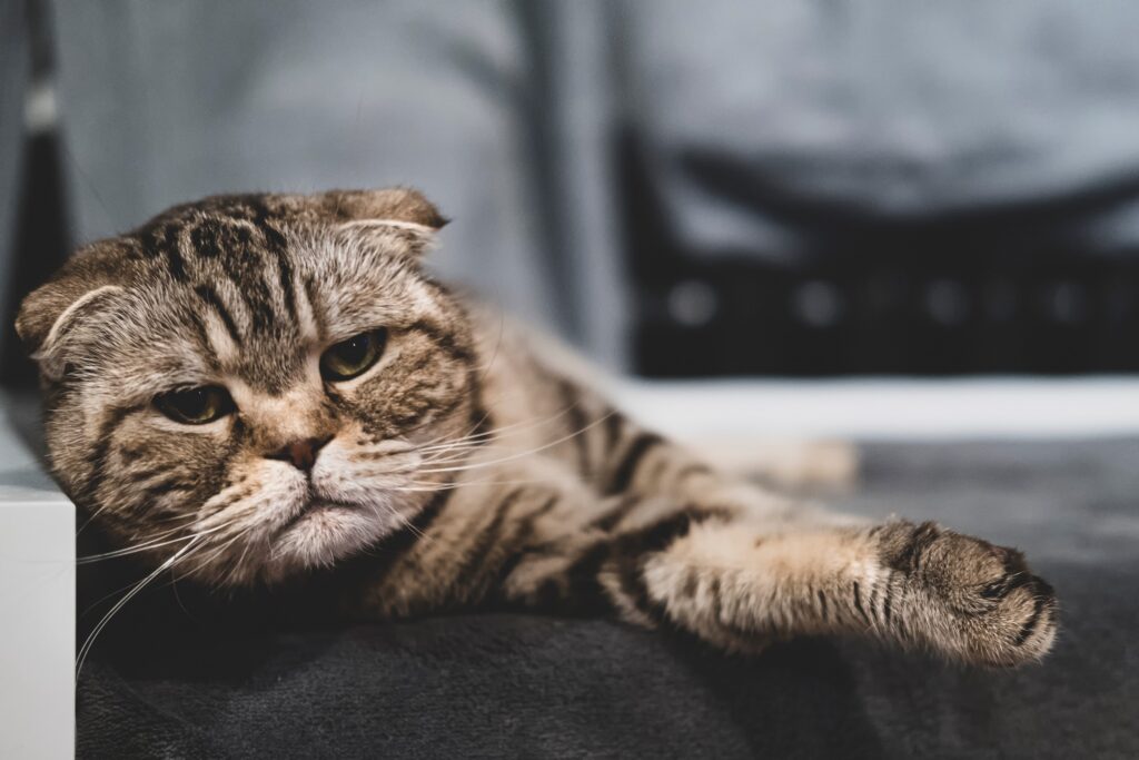 sad looking scottish fold cat 