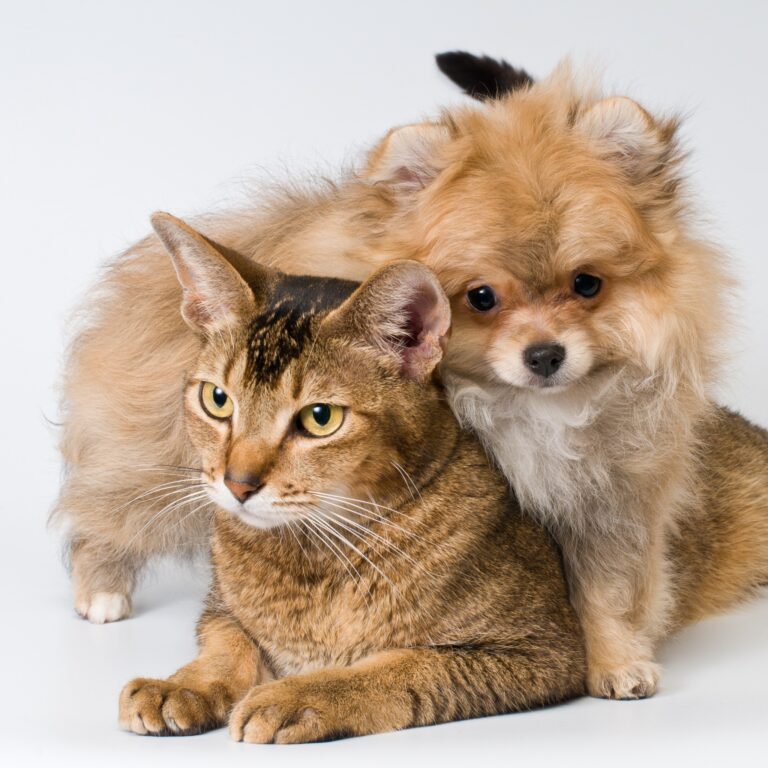 brown tabby cat trying to relax but Pomeranian puppy is jumping on it, white background, used to illustrate the question "why do dogs eat cat poop"