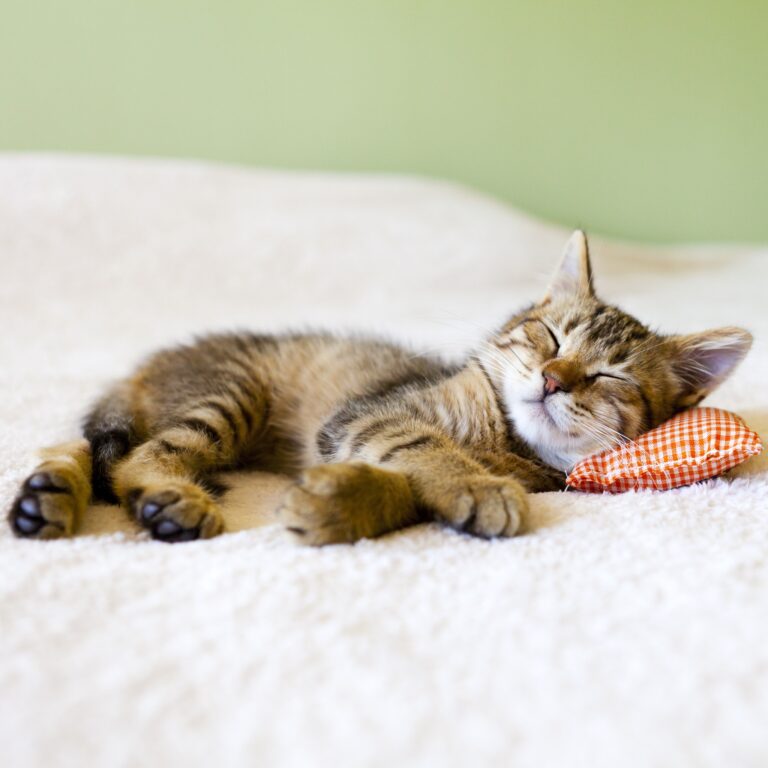 tabby kitten sleeping on a small red pillow, used to illustrate "why do cats sleep so much"