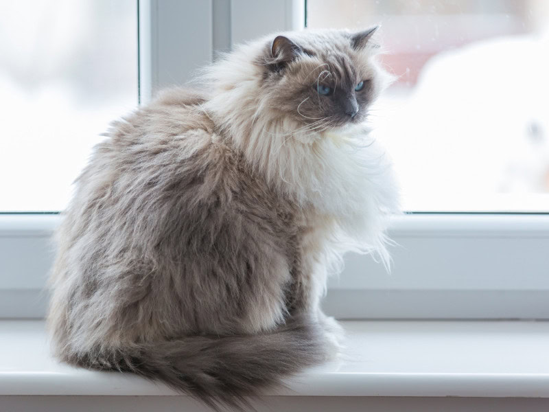 Neva Masquerade Cat sitting on a windowsill