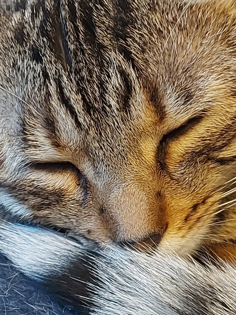 close up image of a brown tabby cat face