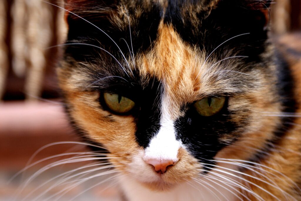 closeup of the face of a calico cat