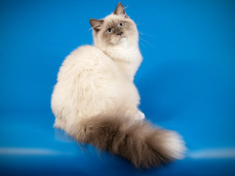 Neva Masquerade Cat, studio image, cream cat with grey points, blue background
