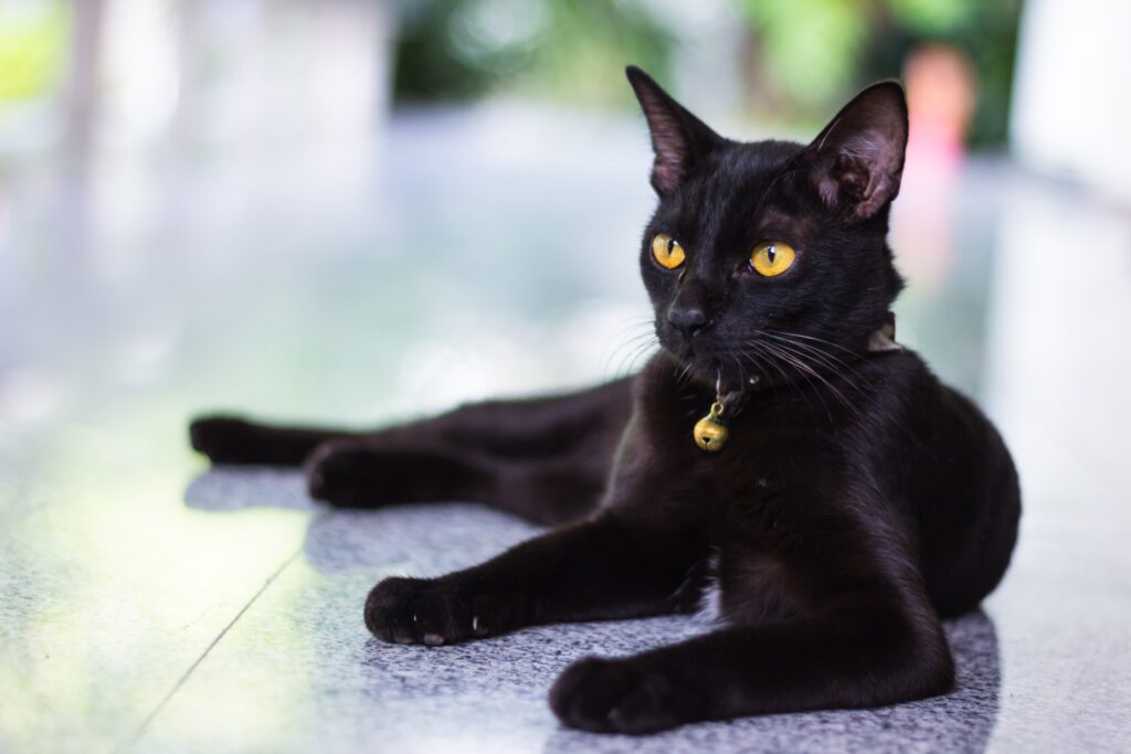 black cat with collar and bell laying outside on a polished concrete patio