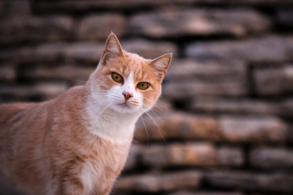 orange and white cat peering quizzically at the camera, outdoors, brick background
