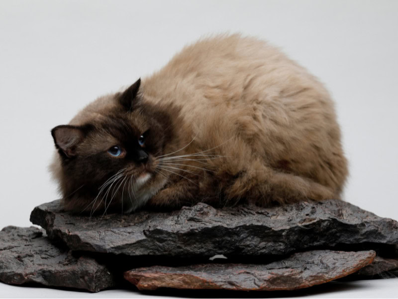 dark beige Neva Masquerade Cat, studio image, sitting on rocks, grey background