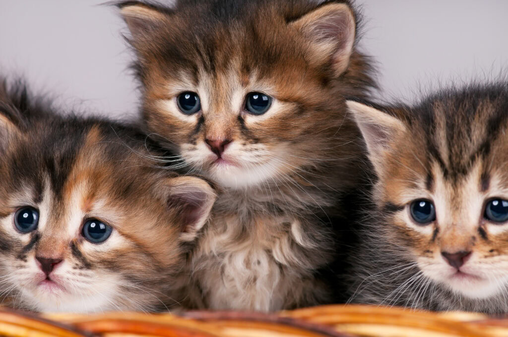 three siberian kittens in a wicker basket, studio image, grey background