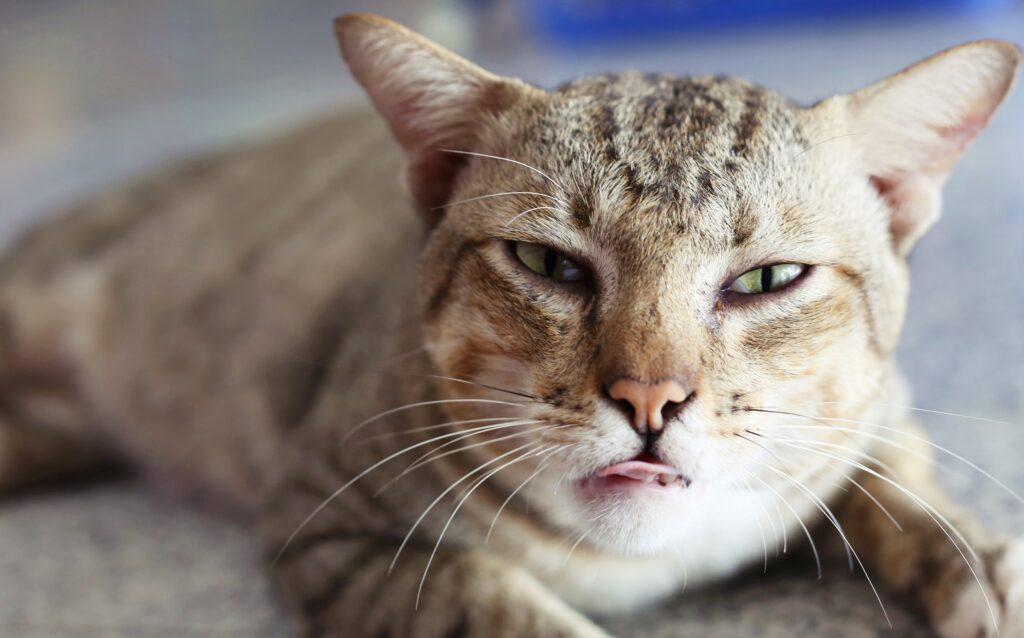 grey tabby cat looking sick and sad