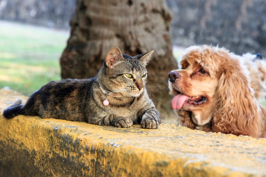brown tabby cat relaxing outdoors, with derpy looking dog in the background