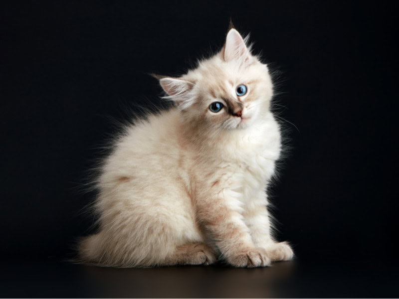 cream colored Neva Masquerade kitten on a black background
