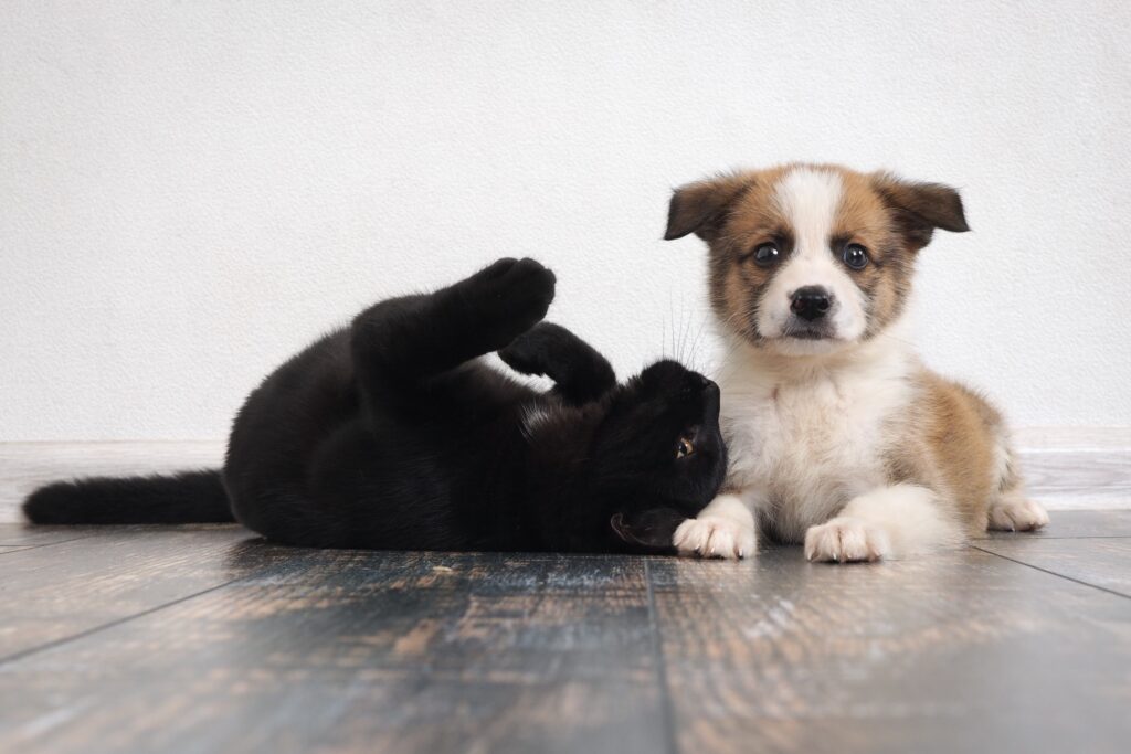 brown and white puppy and a black cat on a a wood floor, used to illustrate why cats are better than dogs