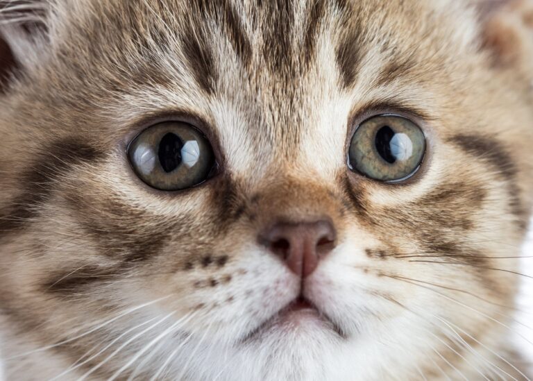 closeup image of the face of a grey tabby kitten illustrating "what is a tabby cat"