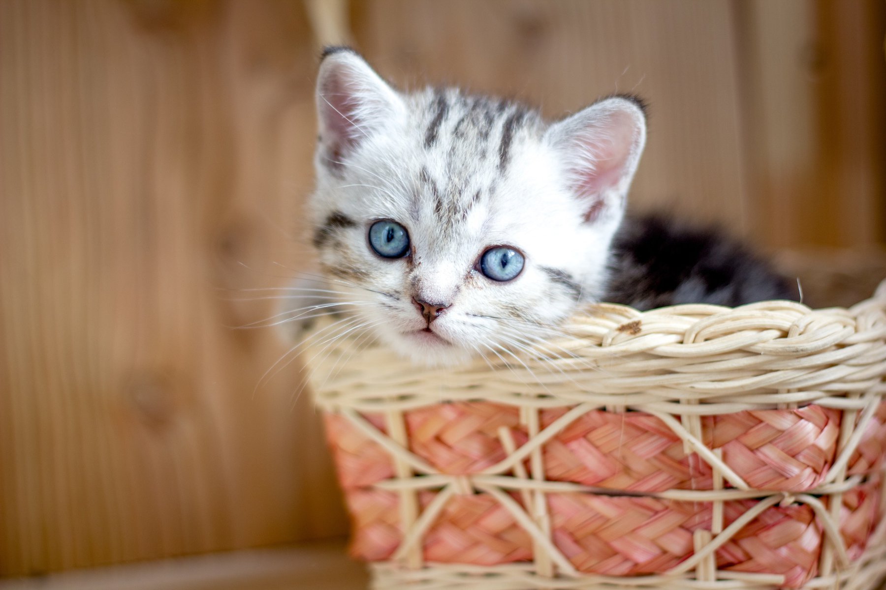 silver tabby kitten in a wicker basket, used to illustrate question "how long do house cats live"