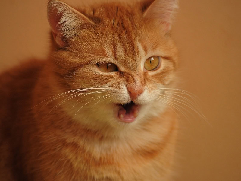 ginger cat, orange background, nose twitching about to sneeze