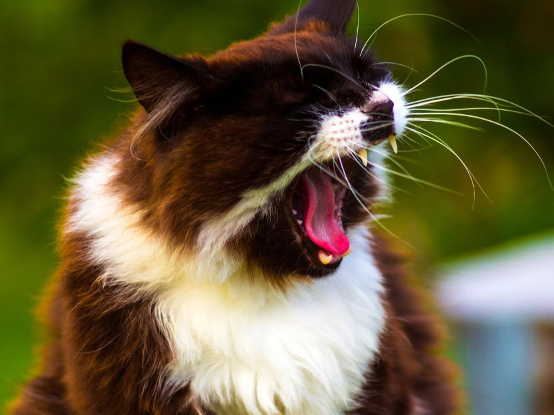 fluffy black and white cat with mouth wide open in a sneeze