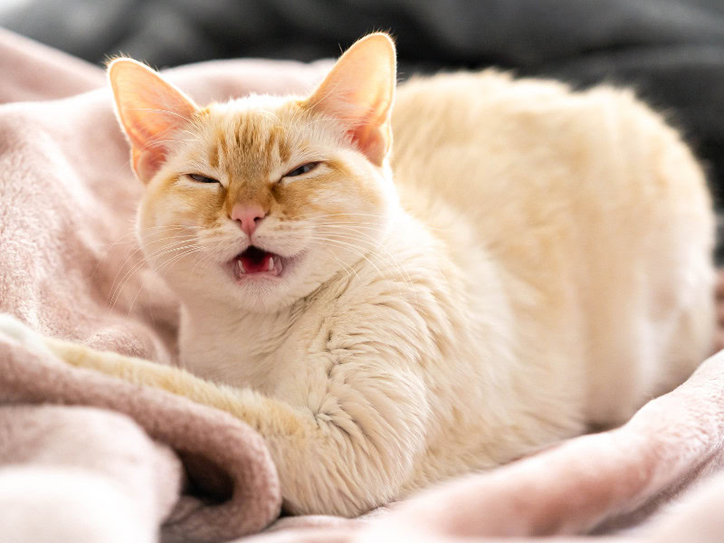 flamepoint siamese cat in the middle of a sneeze, illustrating why is my cat suddenly sneezing so much