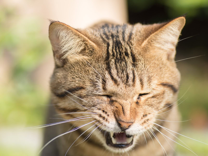 why is my cat suddenly sneezing so much - picture of a tabby cat sneezing