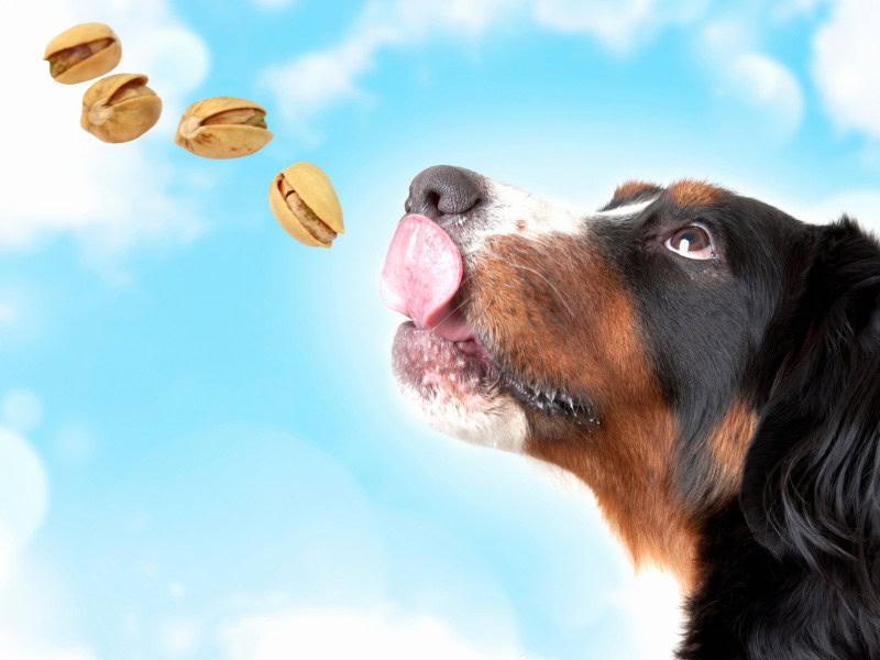dog licking lips, sky background, pistachios photoshopped flying in above the dog