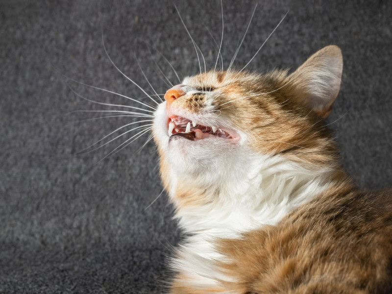 orange and white cat sneezing, grey background